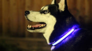 LED Light Up Dog Collar for Night Safety - photo 2