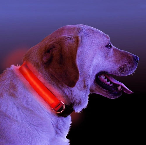 LED Light Up Dog Collar for Night Safety